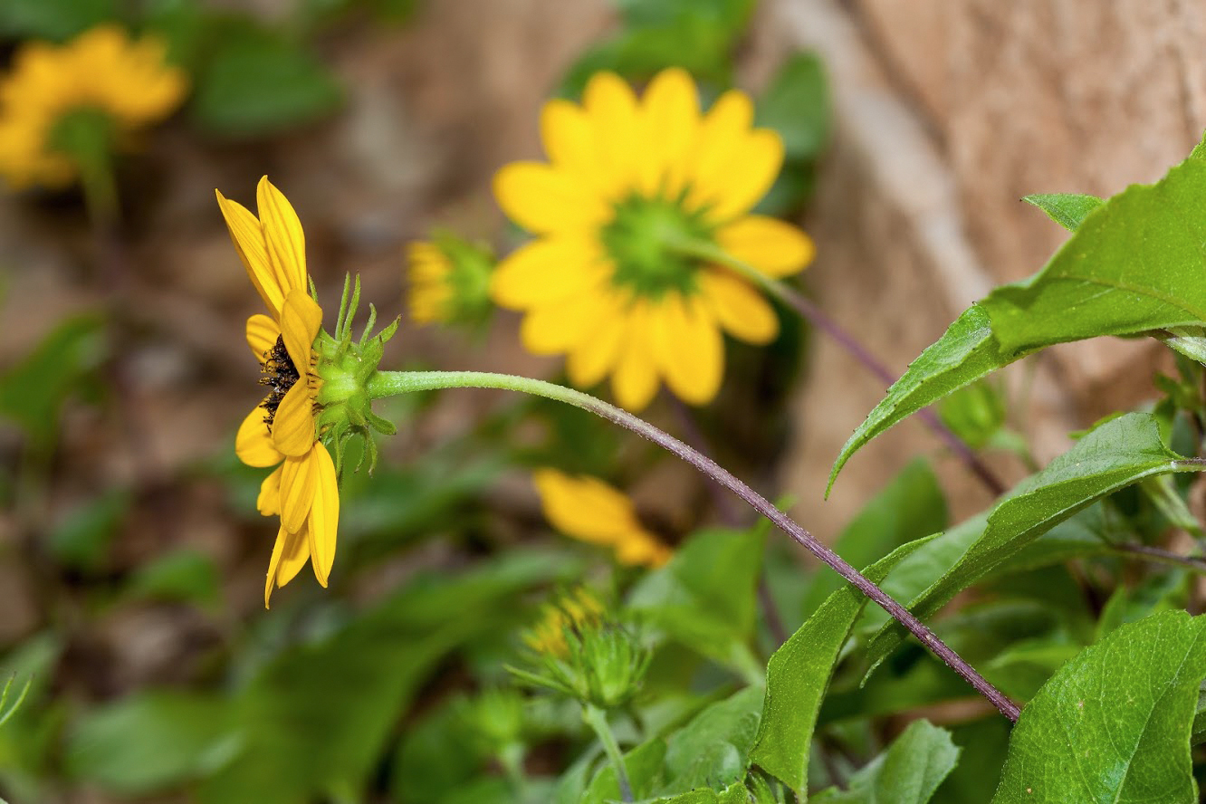 Изображение особи Helianthus debilis.