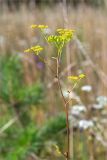 Pastinaca sylvestris. Верхушка цветущего и плодоносящего растения. Псковская обл., Печорский р-н, Изборско-Мальская долина восточнее оз. Городищенское, суходольный разнотравно-злаковый луг. 03.08.2019.