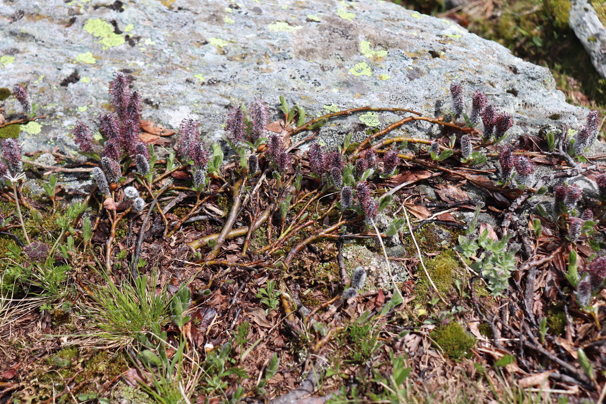 Image of genus Salix specimen.