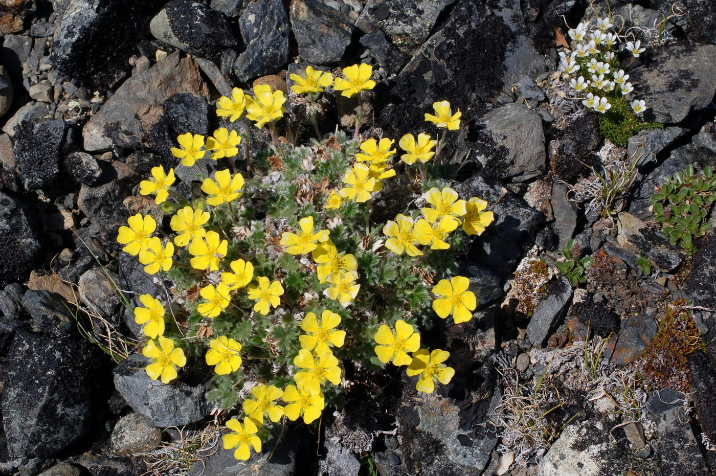 Изображение особи Potentilla uniflora.