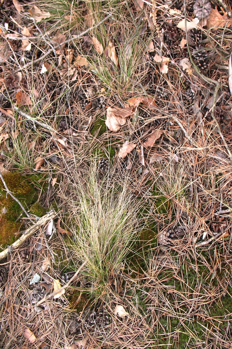 Image of Festuca ovina specimen.