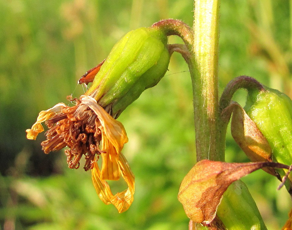 Image of Ligularia sibirica specimen.