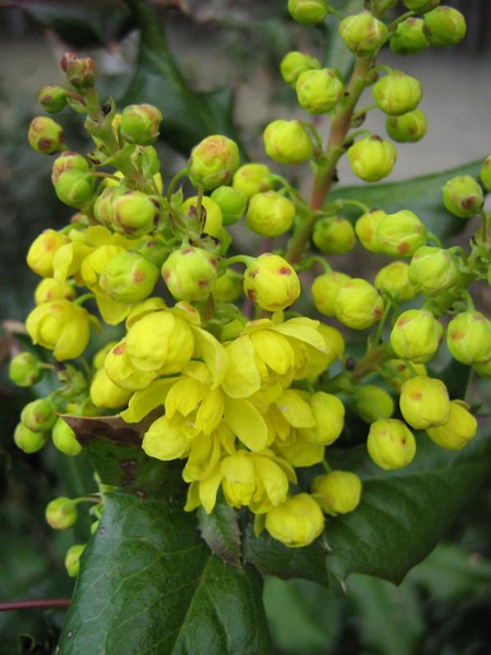 Image of genus Mahonia specimen.