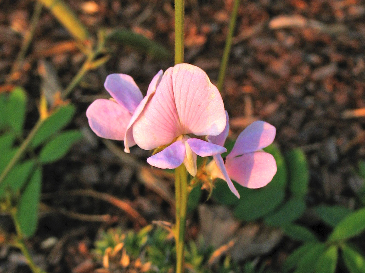 Изображение особи Tephrosia spicata.