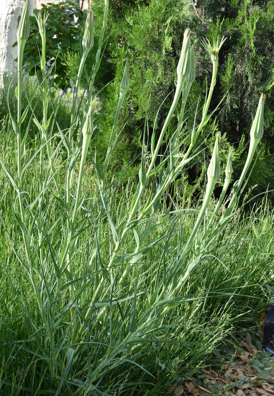 Image of Tragopogon capitatus specimen.