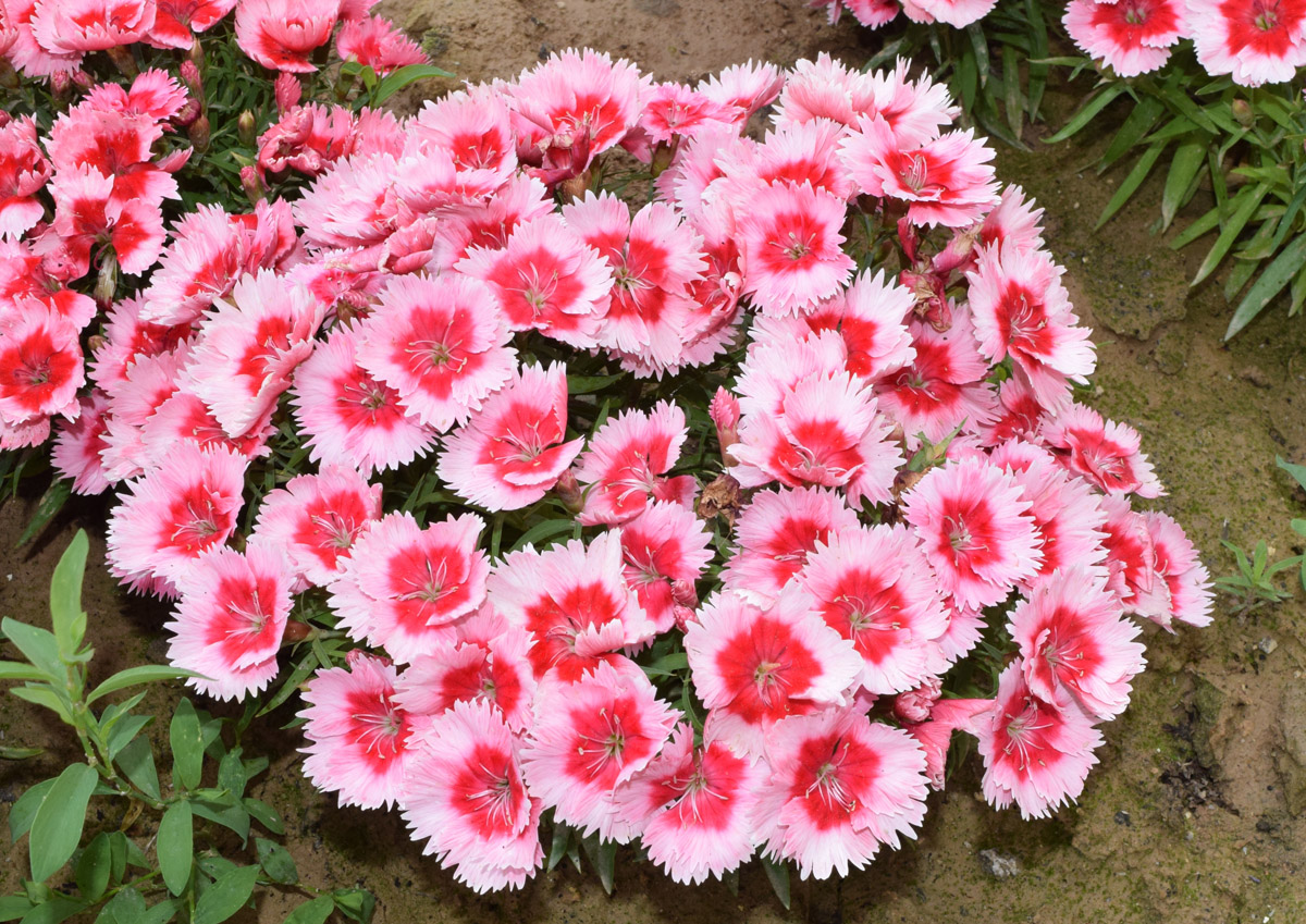 Изображение особи Dianthus chinensis.