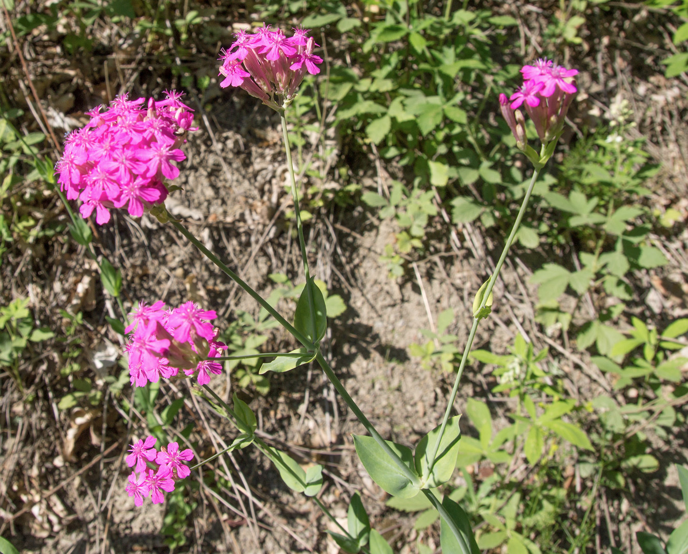 Изображение особи Silene compacta.