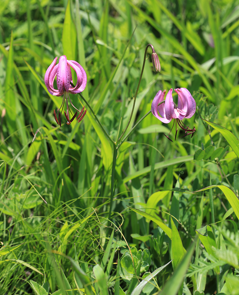 Image of Lilium cernuum specimen.