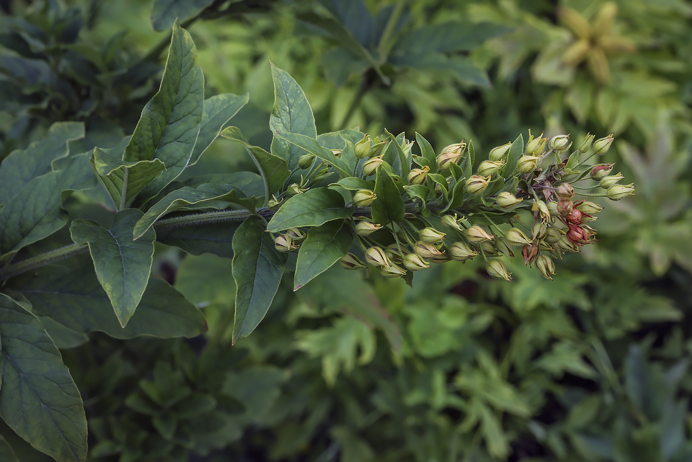 Image of genus Lysimachia specimen.