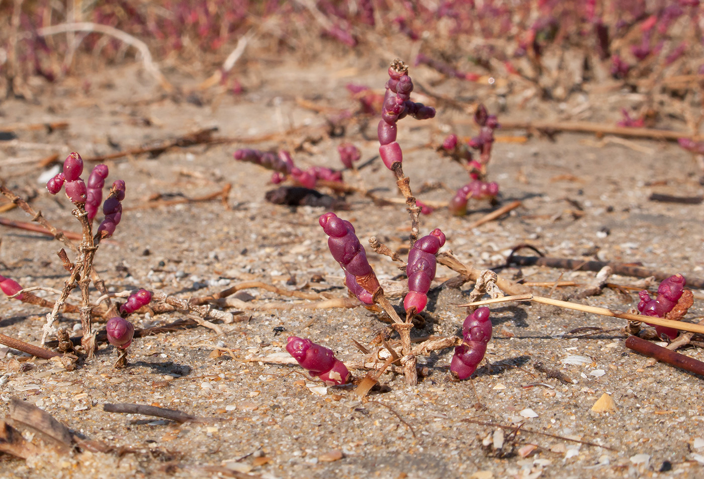 Изображение особи Salicornia perennans.