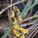 Corydalis sibirica. Верхняя часть соцветия. Иркутская обл., Слюдянский р-н, окр. мыса Шаманский, в нижней части склона сопки. 18.06.2020.