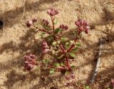 Polycarpon succulentum