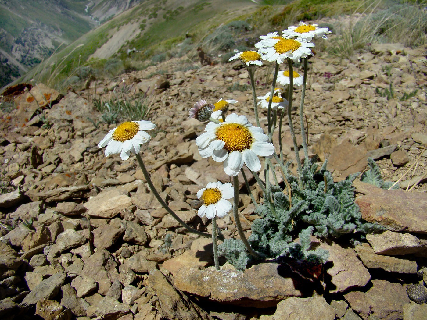 Image of Richteria pyrethroides specimen.