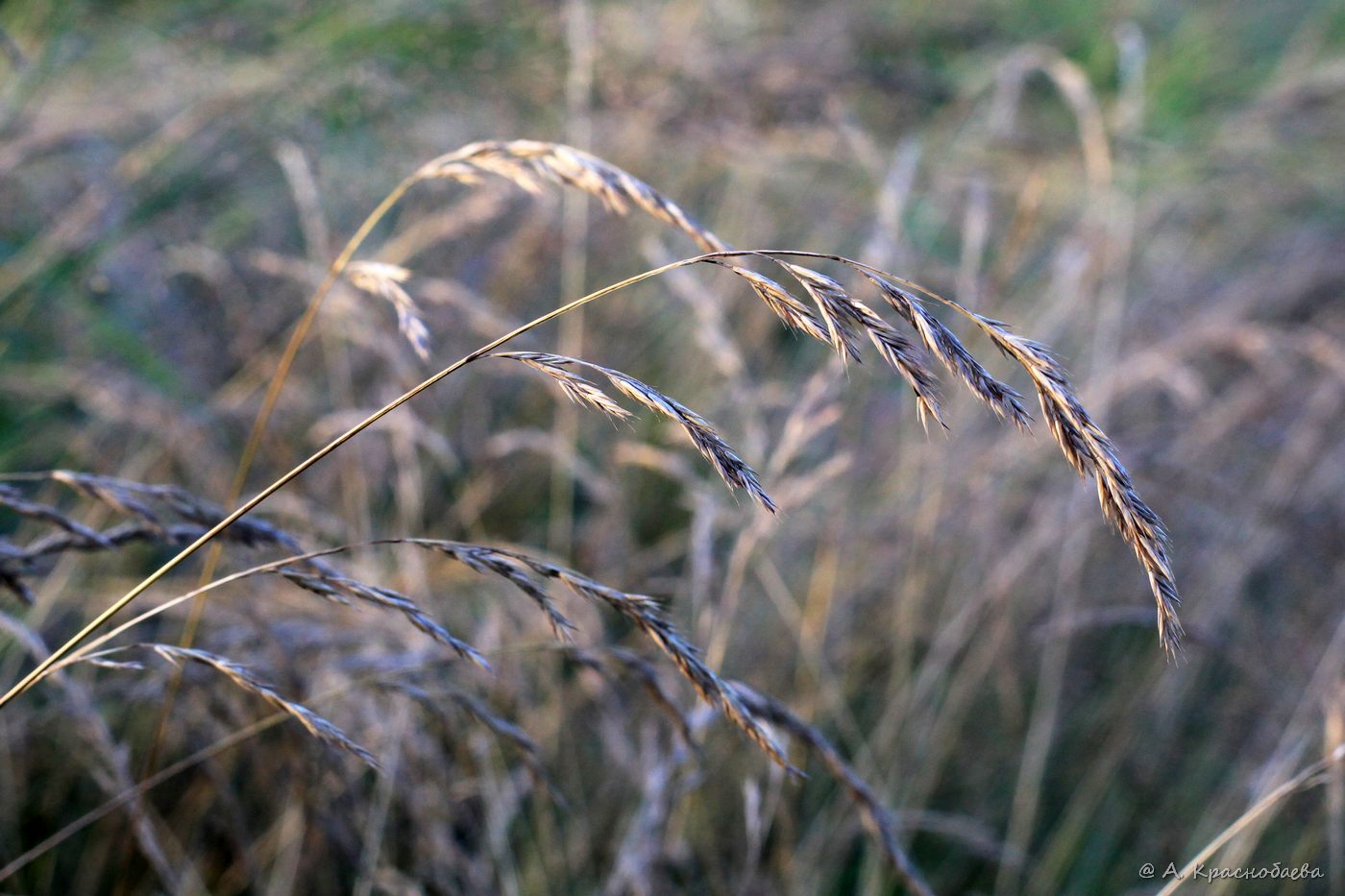 Image of Festuca pratensis specimen.