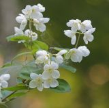 Смотреть изображение Philadelphus tenuifolius
