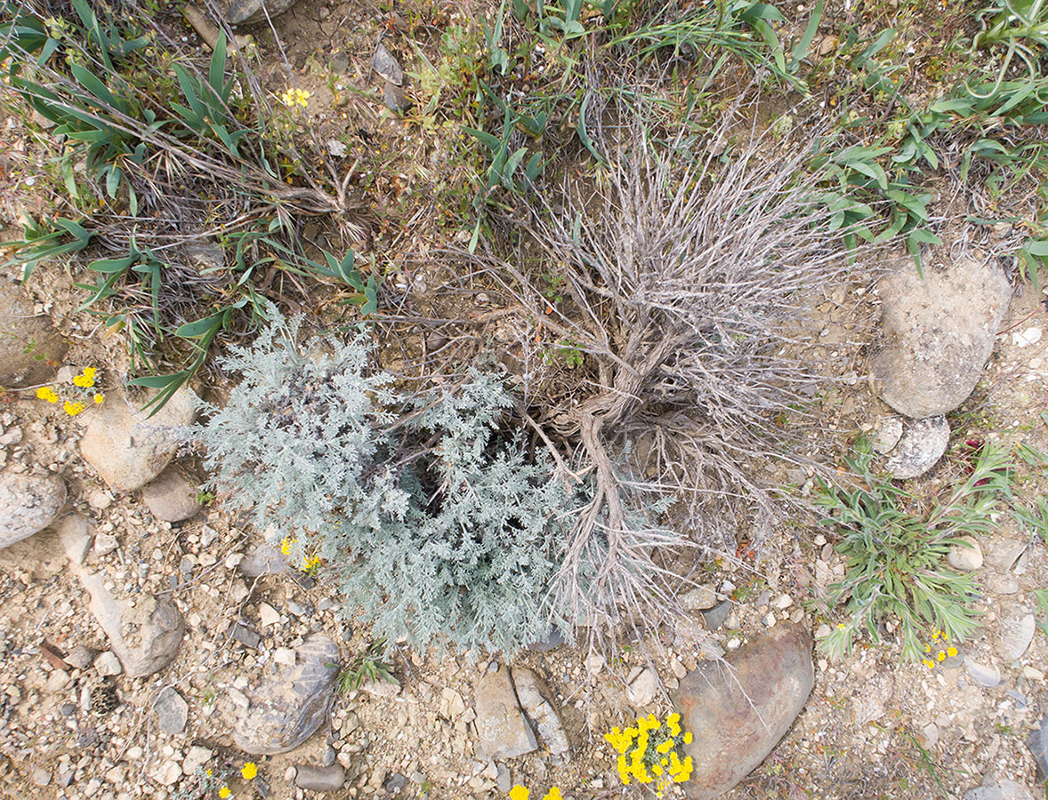 Image of Artemisia lercheana specimen.