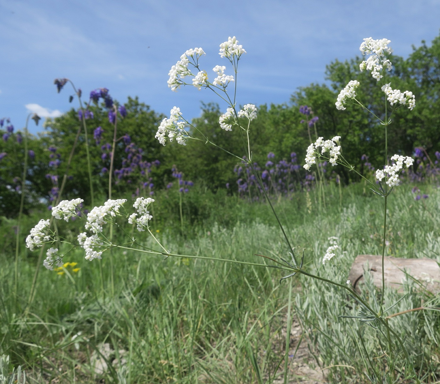 Image of Galium octonarium specimen.