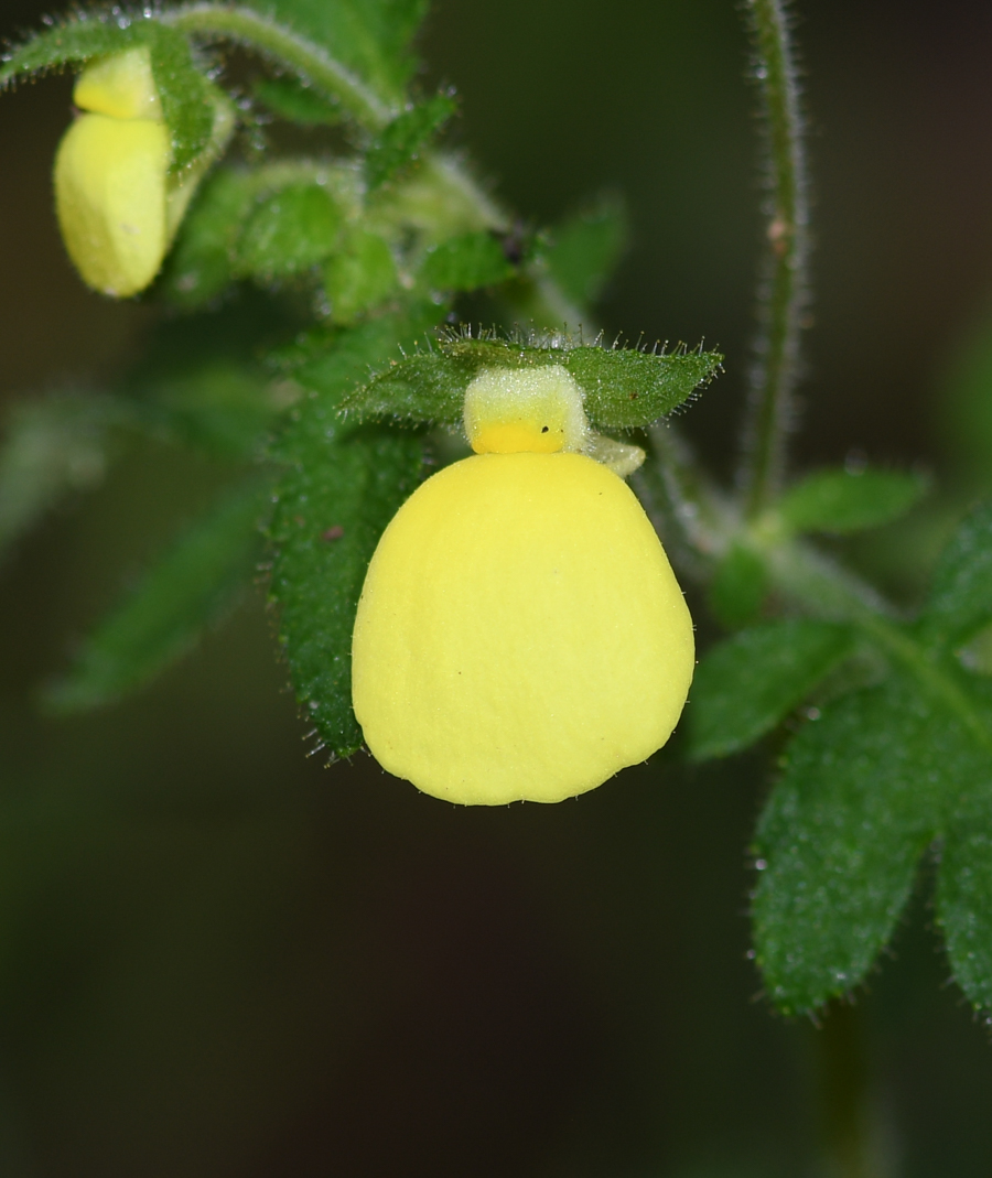 Изображение особи Calceolaria tripartita.