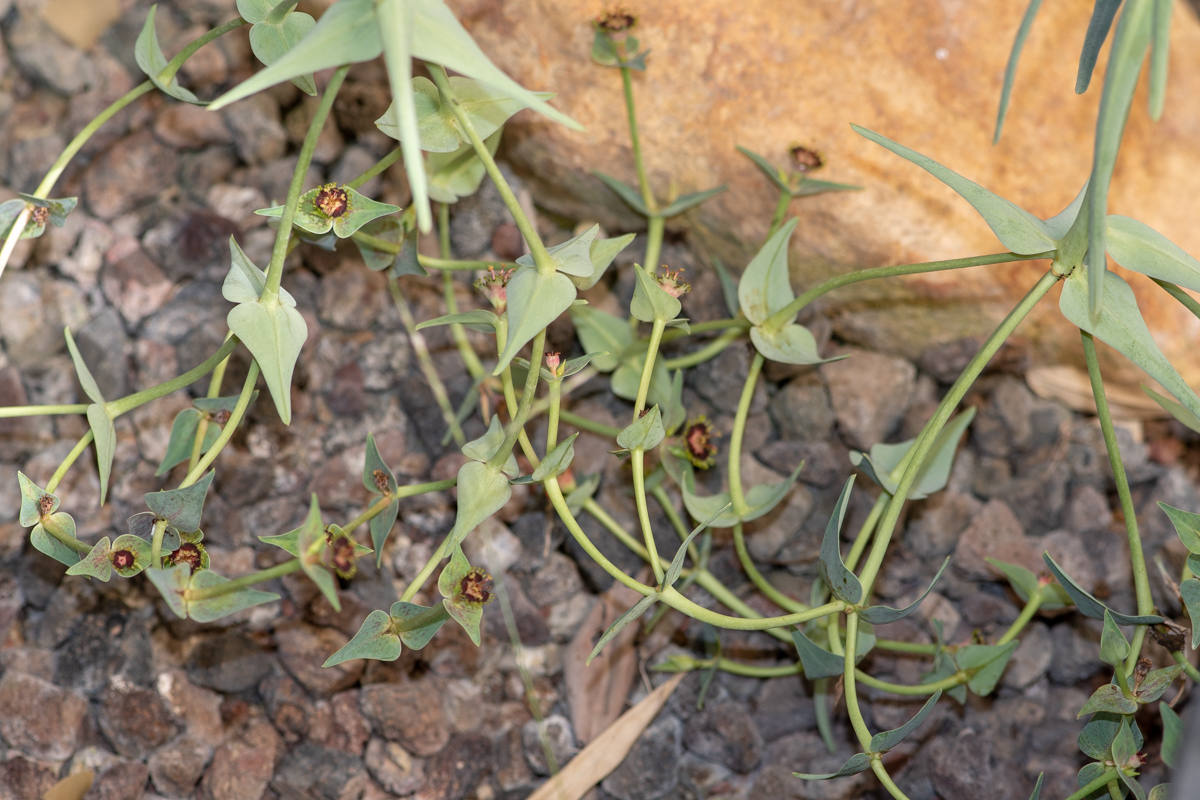 Image of Euphorbia monteiroi specimen.