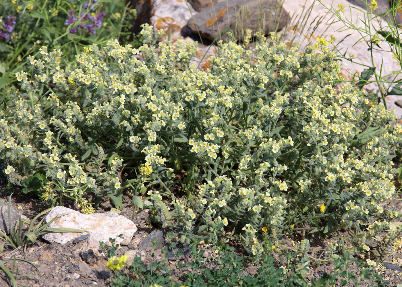 Изображение особи Nonea alpestris.