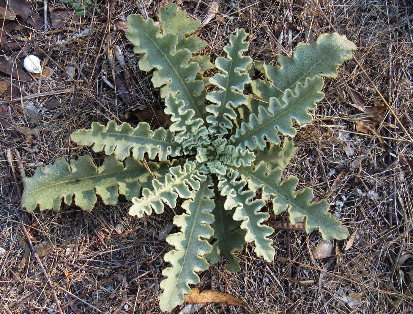 Image of Verbascum sinuatum specimen.