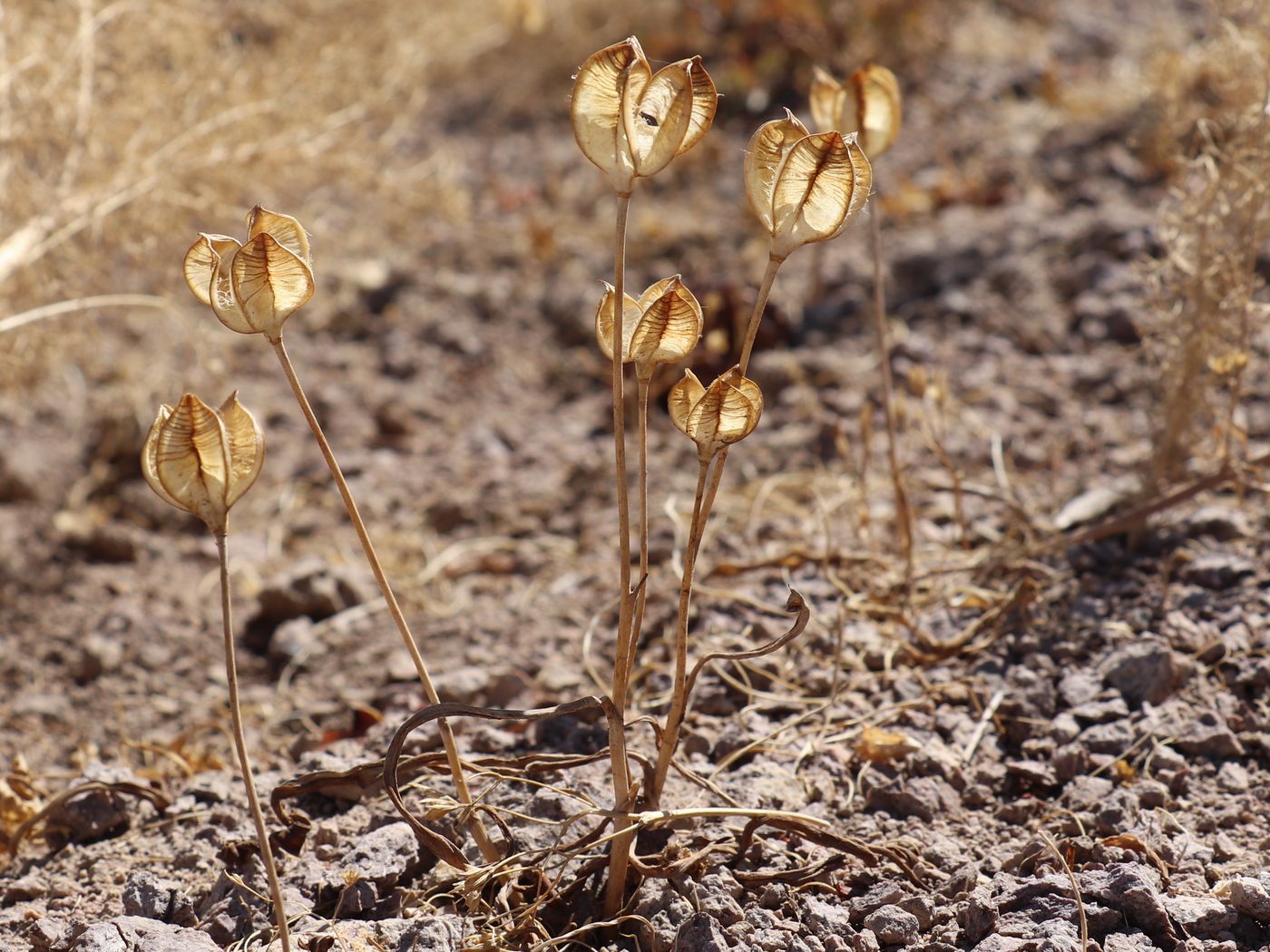 Image of Tulipa bifloriformis specimen.