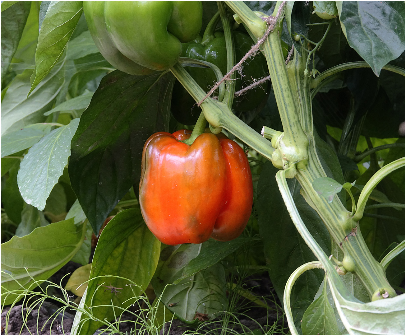 Изображение особи Capsicum annuum.