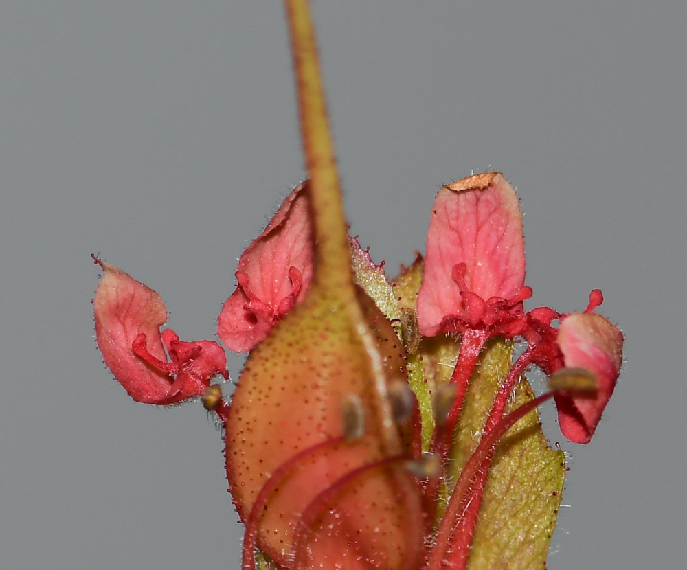 Image of Erythrophysa transvaalensis specimen.