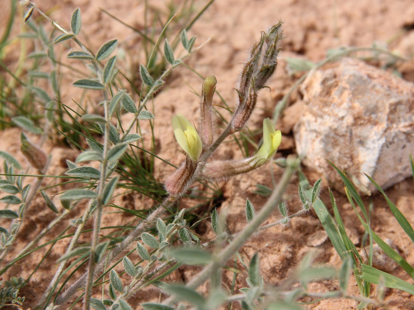 Изображение особи Astragalus turczaninowii.