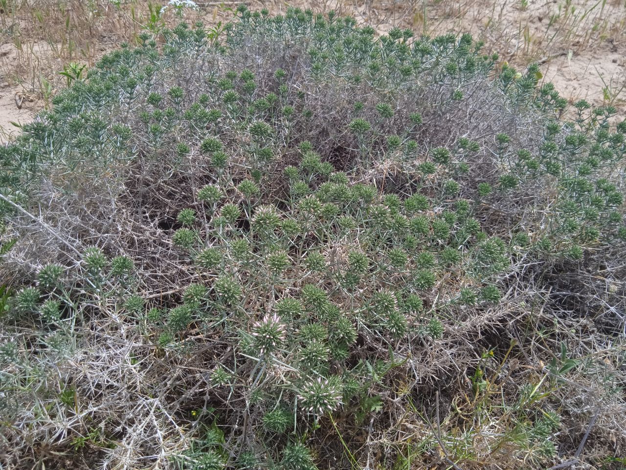 Изображение особи род Acanthophyllum.