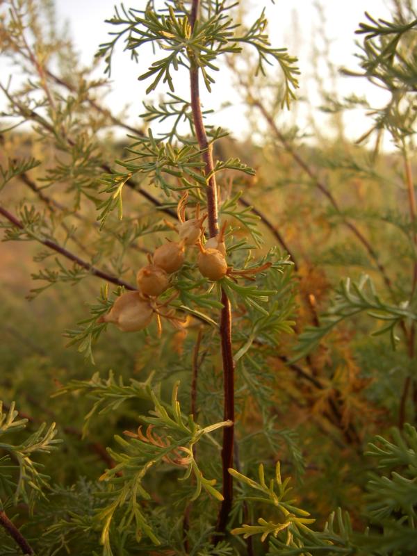 Изображение особи Artemisia aralensis.