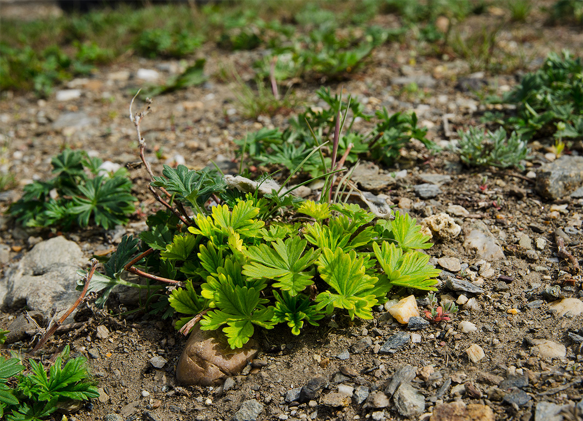 Image of genus Potentilla specimen.