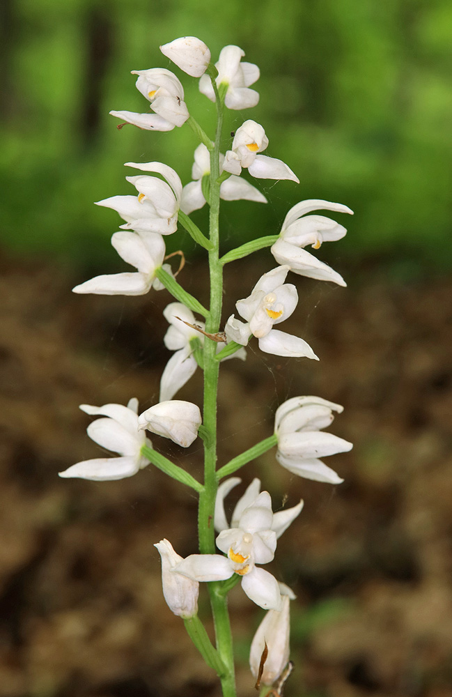 Image of Cephalanthera longifolia specimen.