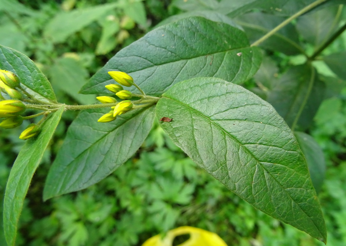 Изображение особи Lysimachia vulgaris.