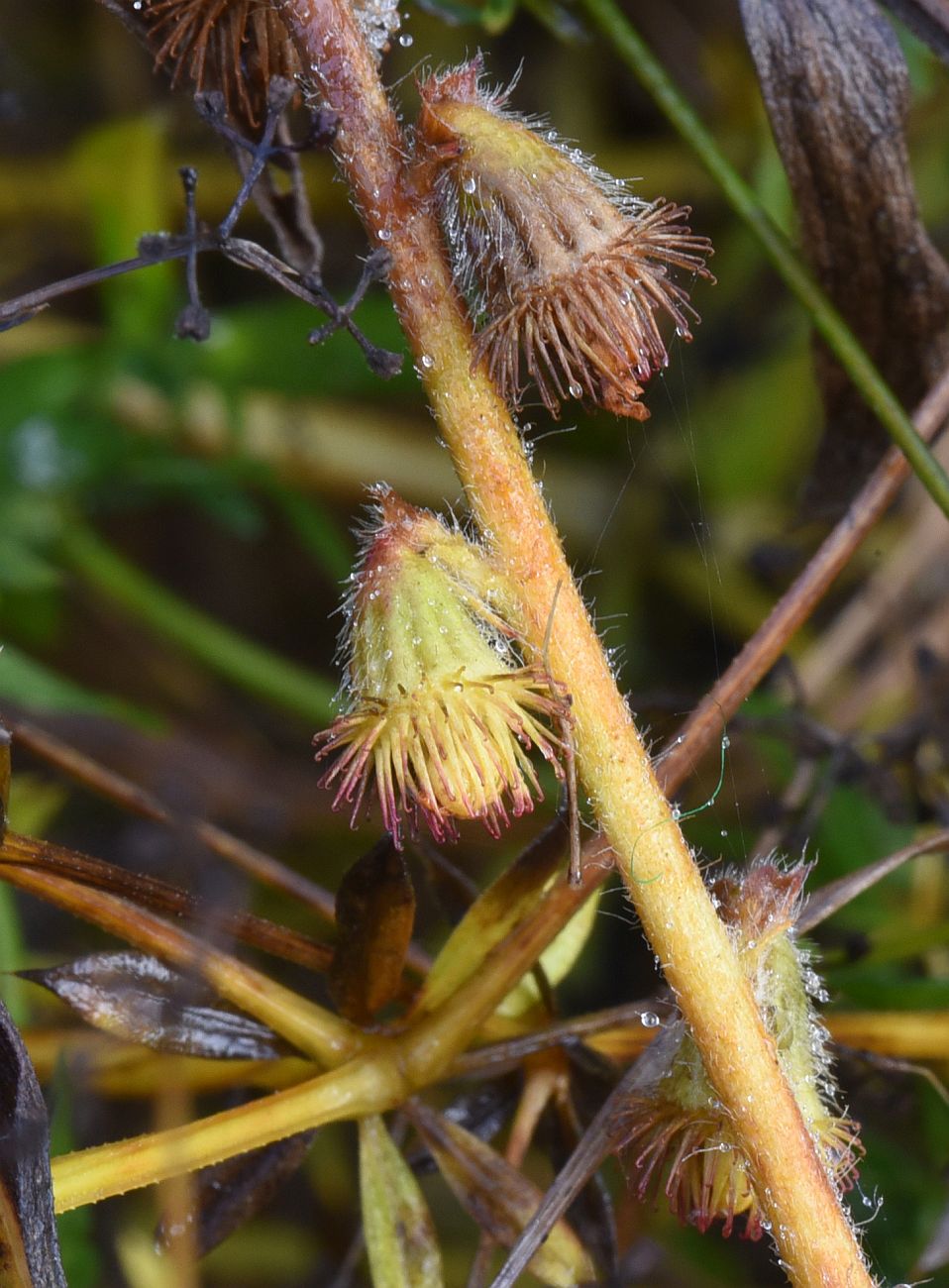 Image of Agrimonia eupatoria specimen.