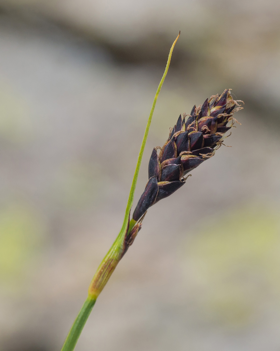 Image of Carex acrifolia specimen.