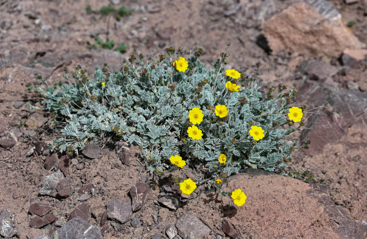 Изображение особи Potentilla hololeuca.