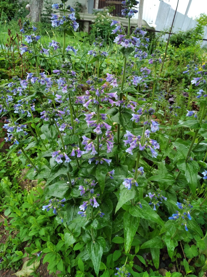 Image of Penstemon ovatus specimen.