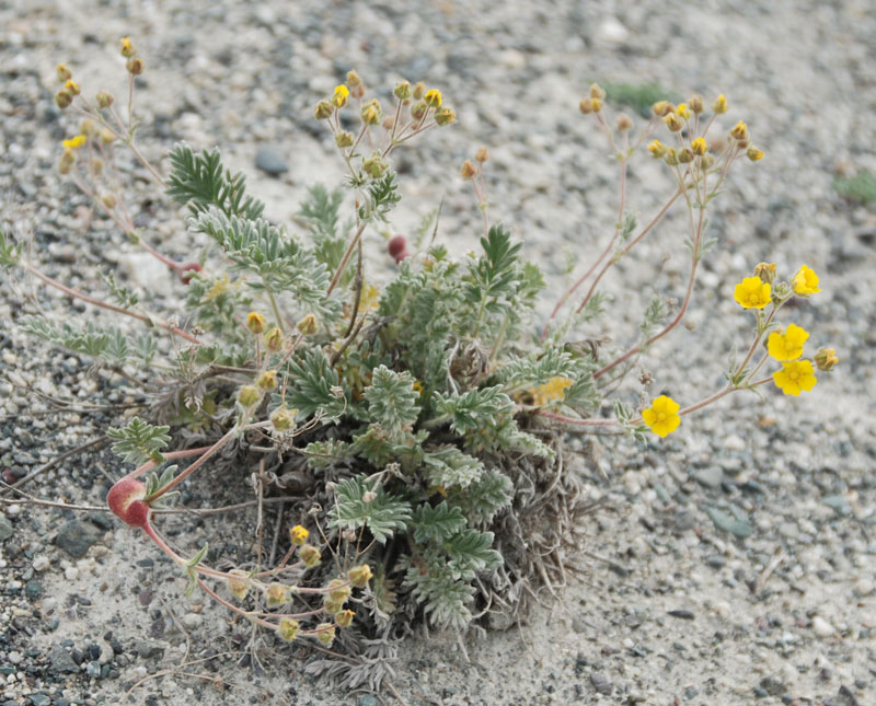 Image of Potentilla lydiae specimen.