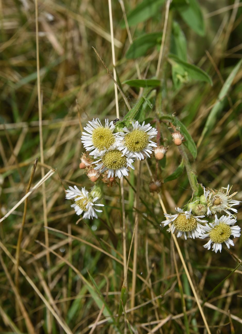 Изображение особи Erigeron annuus.