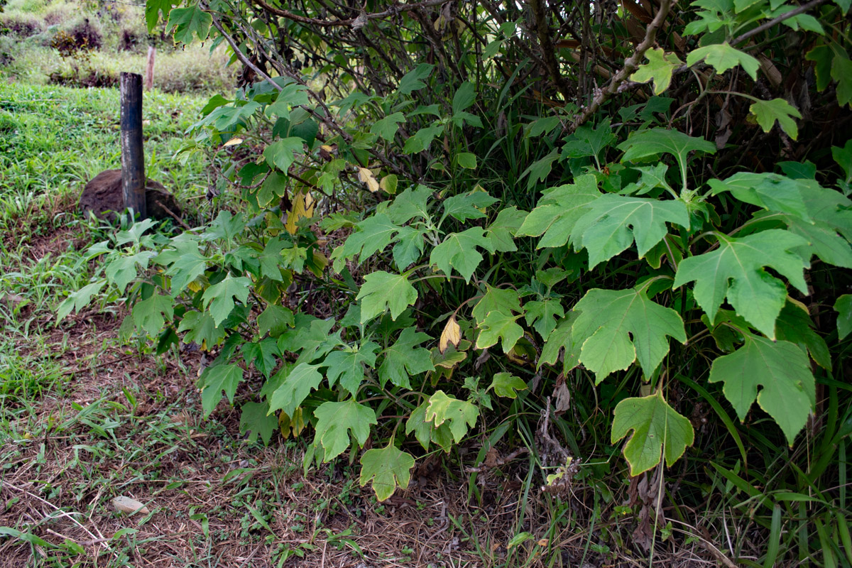 Image of Triumfetta semitriloba specimen.