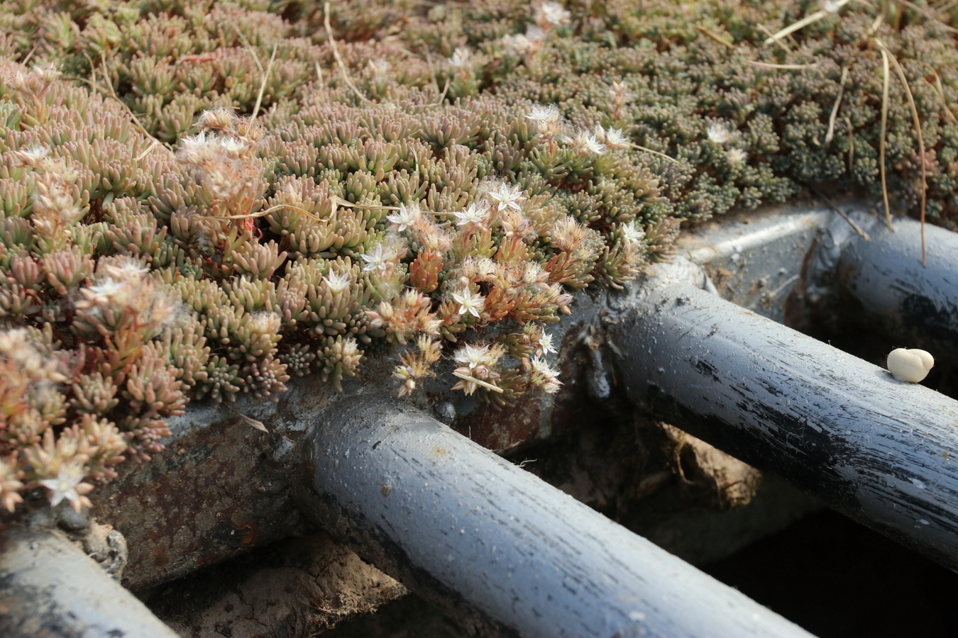 Изображение особи Sedum pallidum ssp. bithynicum.