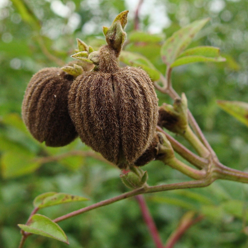 Изображение особи Clematis fusca.