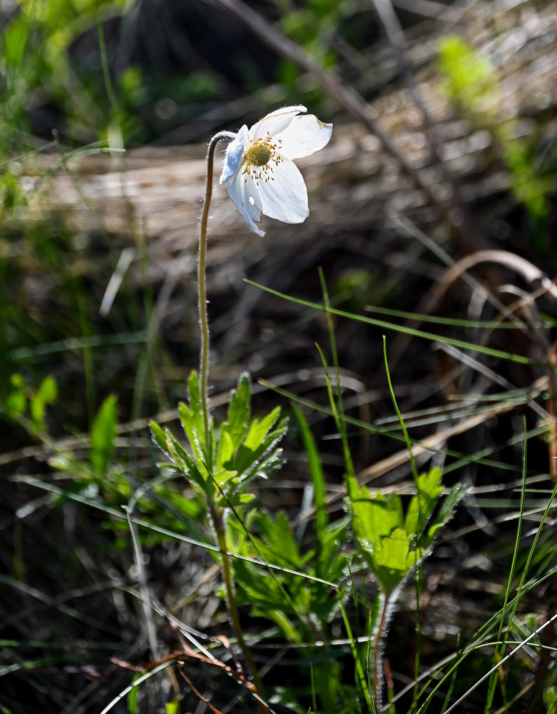 Image of Anemone sylvestris specimen.