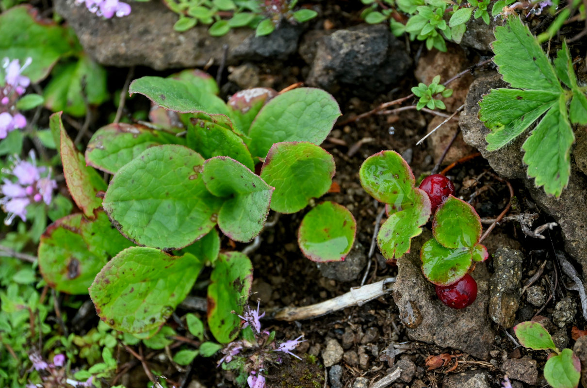 Изображение особи Vaccinium praestans.