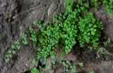 Adiantum capillus-veneris. Вегетирующее растение. Грузия, Имеретия, г. Кутаиси, берег р. Риони, на скале. 15.06.2023.