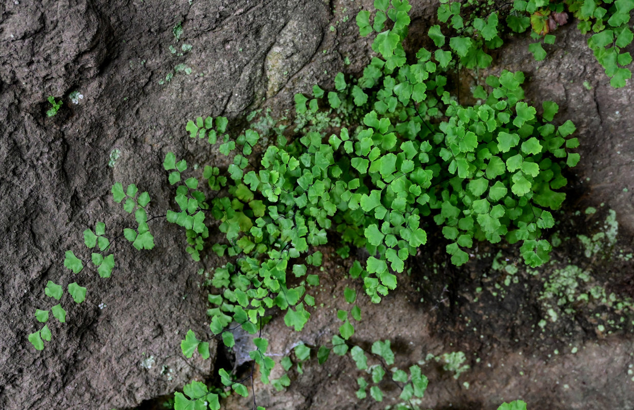 Изображение особи Adiantum capillus-veneris.