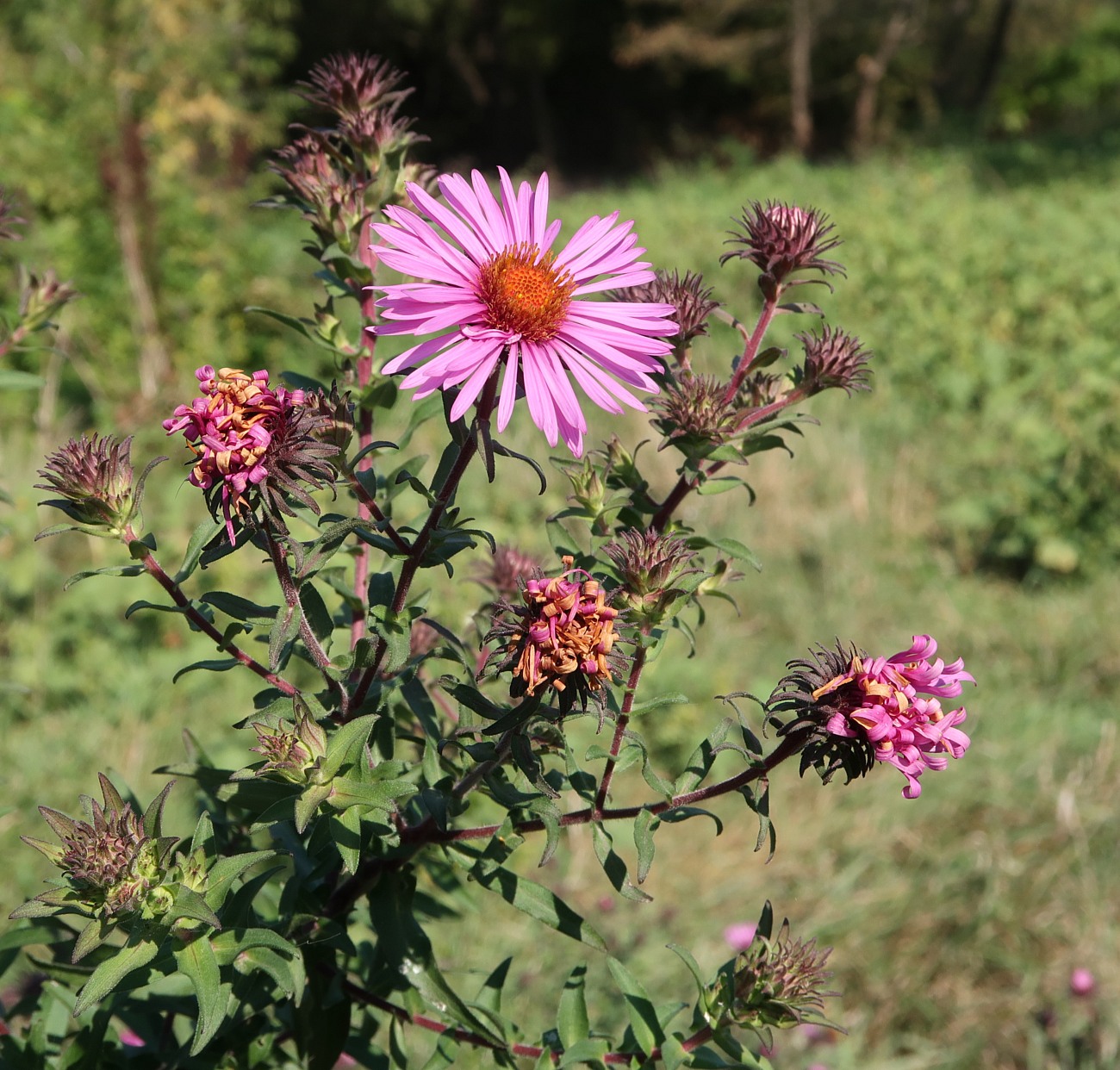 Image of Symphyotrichum novae-angliae specimen.