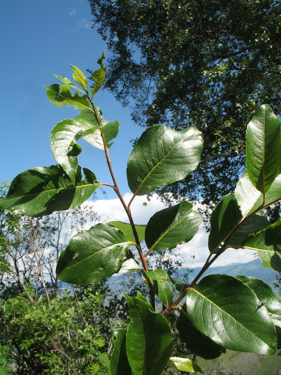 Изображение особи Salix jenisseensis.