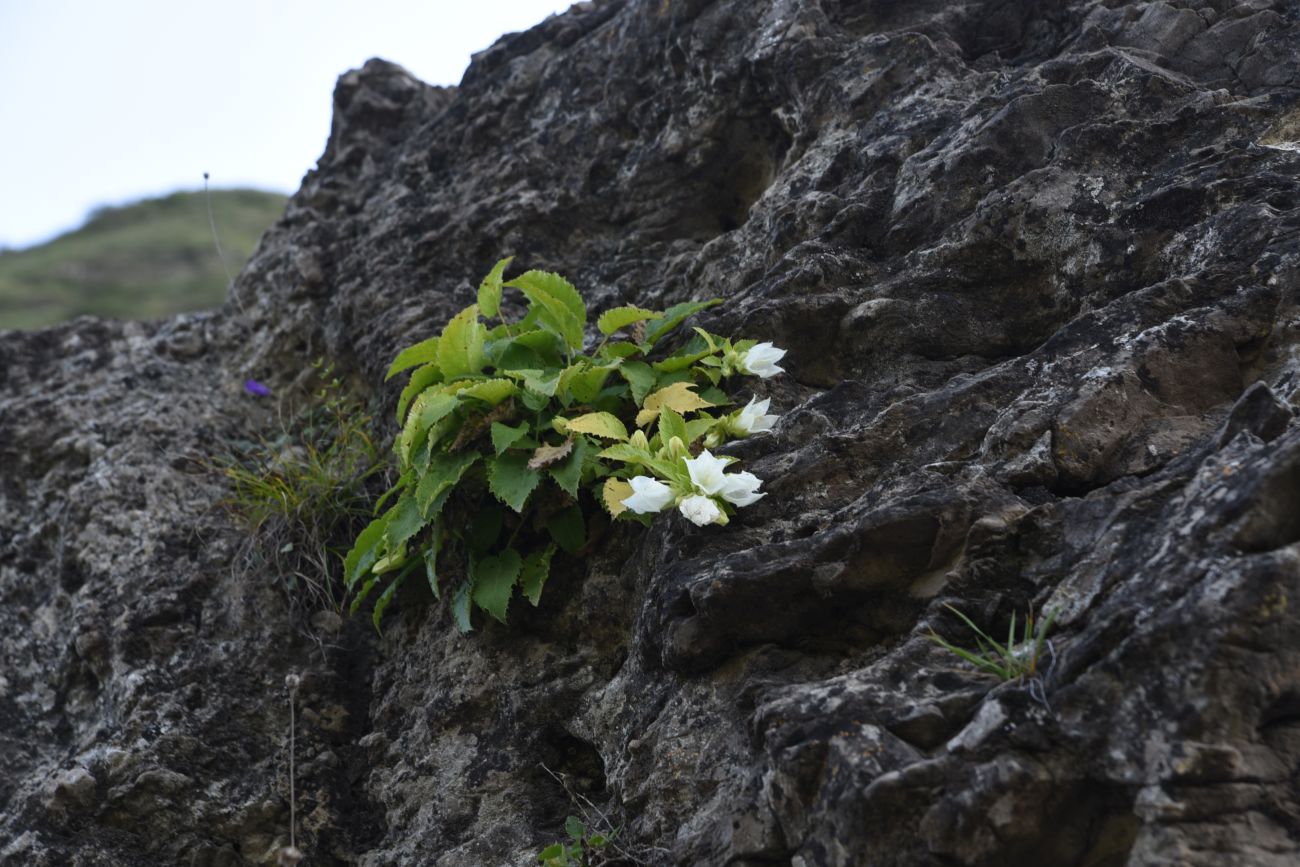 Image of Campanula pendula specimen.